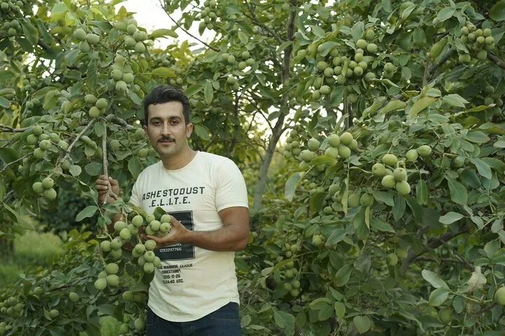 رویال نهال؛ قطب تولید نهال در ایران