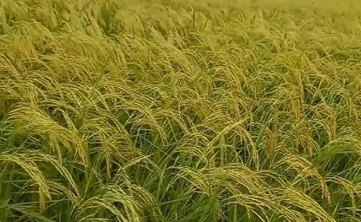 اجرای طرح حذف کود‌های شیمیایی در مزارع برنج رشت