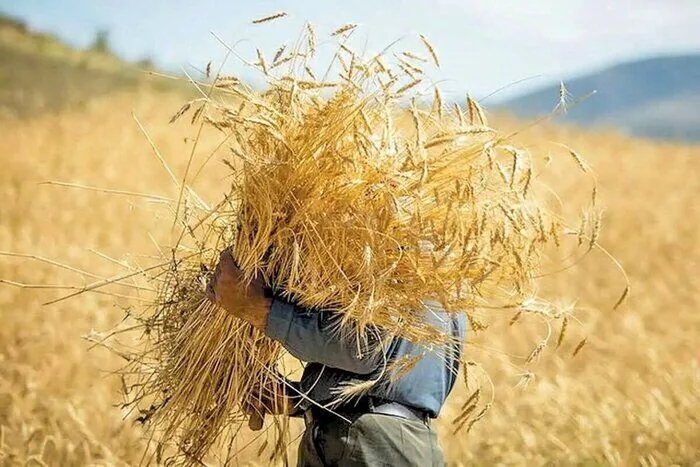 با گذشت ۹۰ روز از مهلت قانونی خبری از تعیین تکلیف نرخ خرید تضمینی گندم نیست