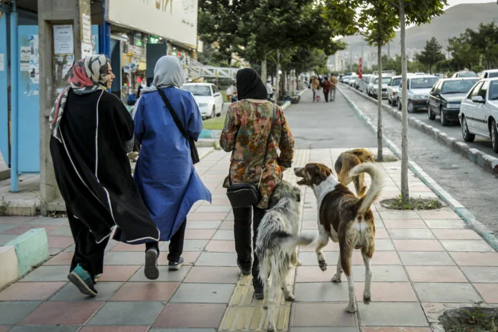 زنگ خطر گله‌های سگ بلاصاحب در آبادان؛ امنیت شهروندان در معرض تهدید