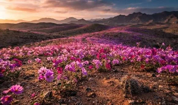 اسرار شکوفایی گلهای رنگارنگ در یکی از خشکترین بیابانهای جهان!