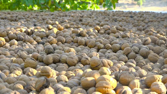 نگهبانان دسترنج؛ روایت امنیت در باغ های کهمان