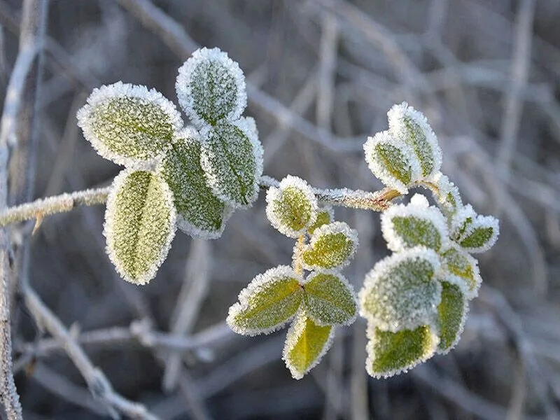 سرمای شبانه در خراسان رضوی ماندگار است