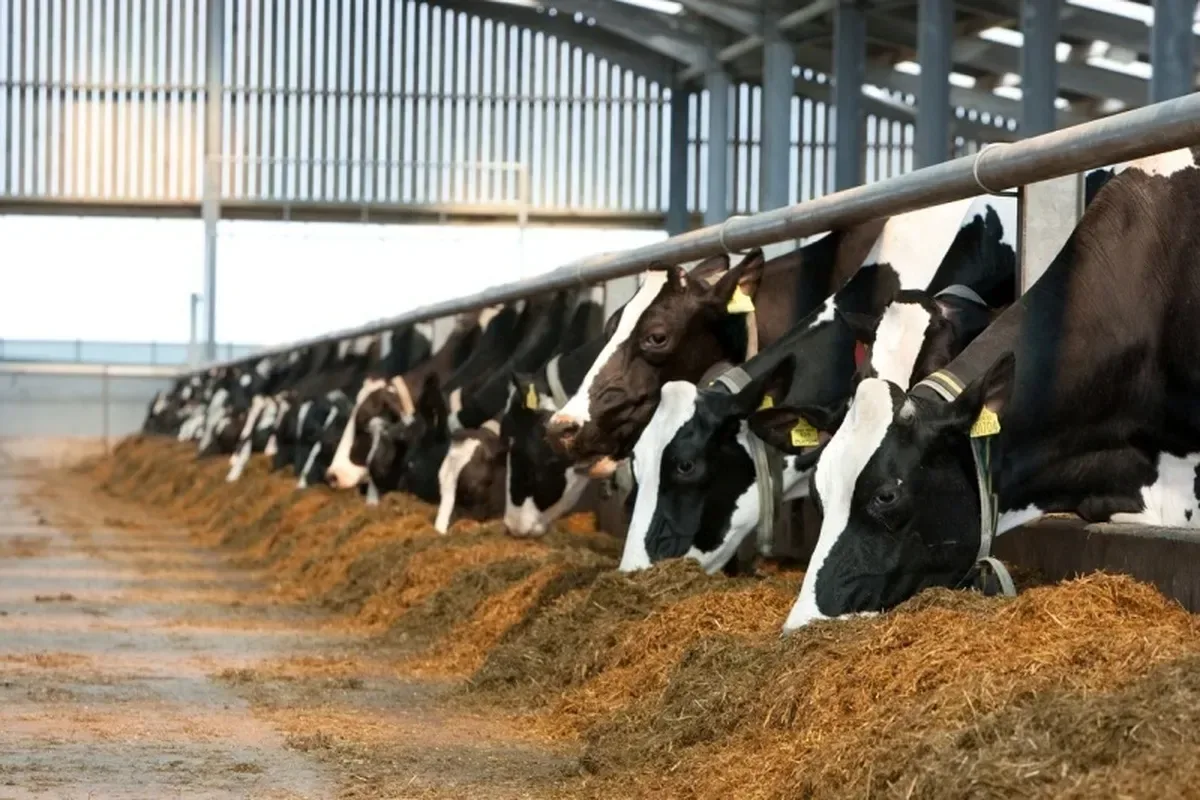 جهش ۴ برابری نقدینگی مورد نیاز دام و طیور / مطالبه تازه وزارت جهاد از بانکها چیست؟