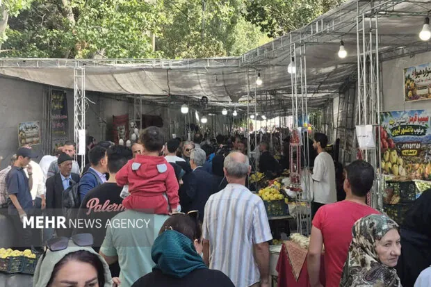 جشنواره «به» گیوی؛ پاییز برداشت، بهار شکوفایی