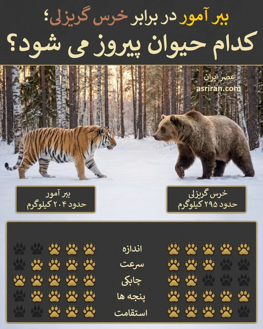 اینفوگرافیک مقایسه توانایی های ببر آمور در برابر خرس گریزلی