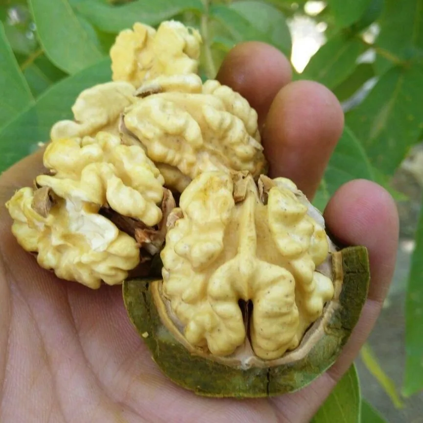 ۵ روش خشک کردن گردو سبز