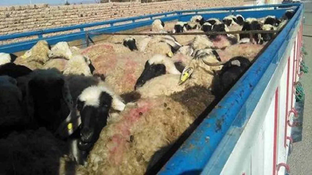 شیراز؛ بارانداز و کانون تأمین گوشت قرمز منطقه