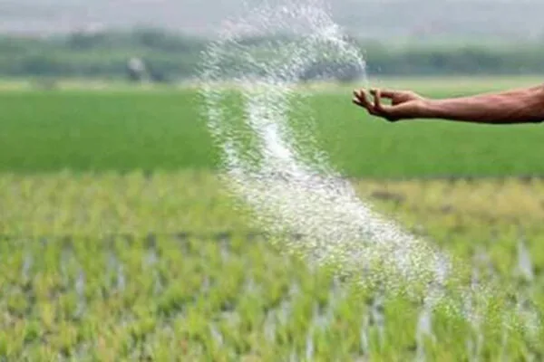 ۷۰ هزار هکتار از دیمزارهای چهارمحال و بختیاری زیر پوشش طرح جهش تولید