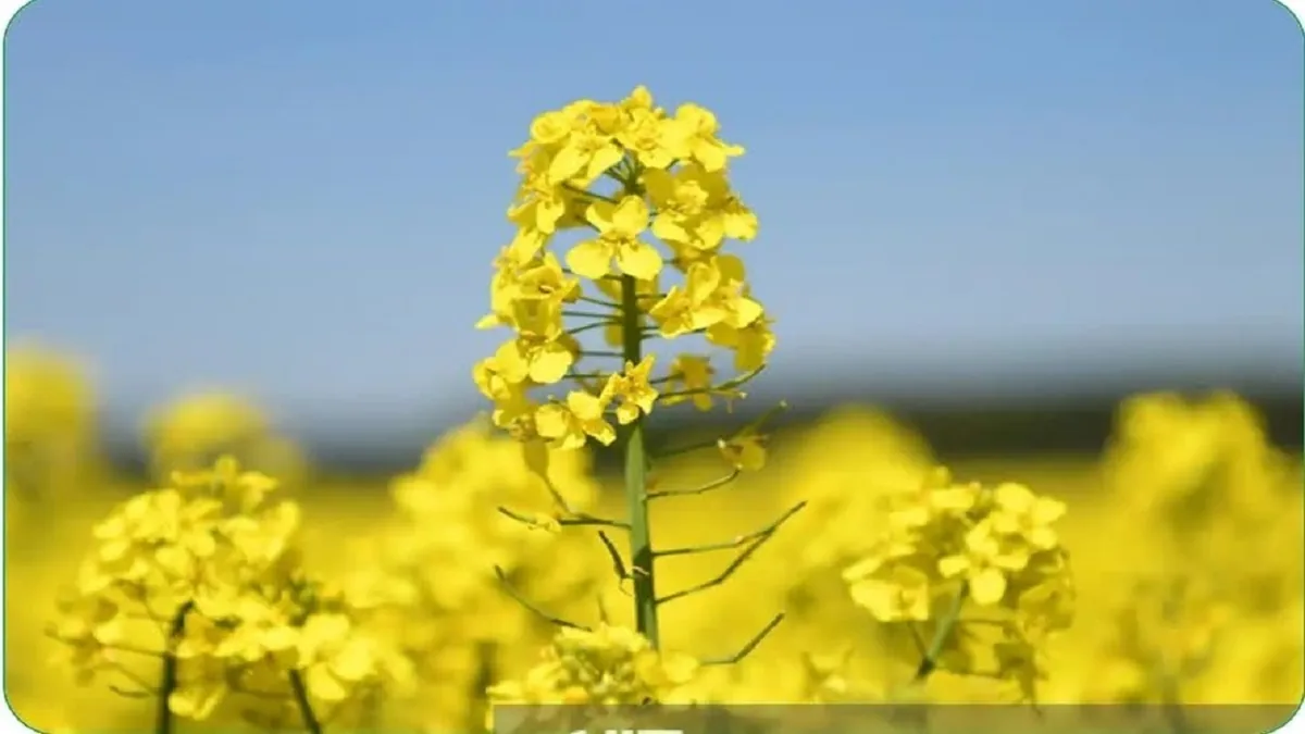 طلای زرد در نور ۴ برابر شد