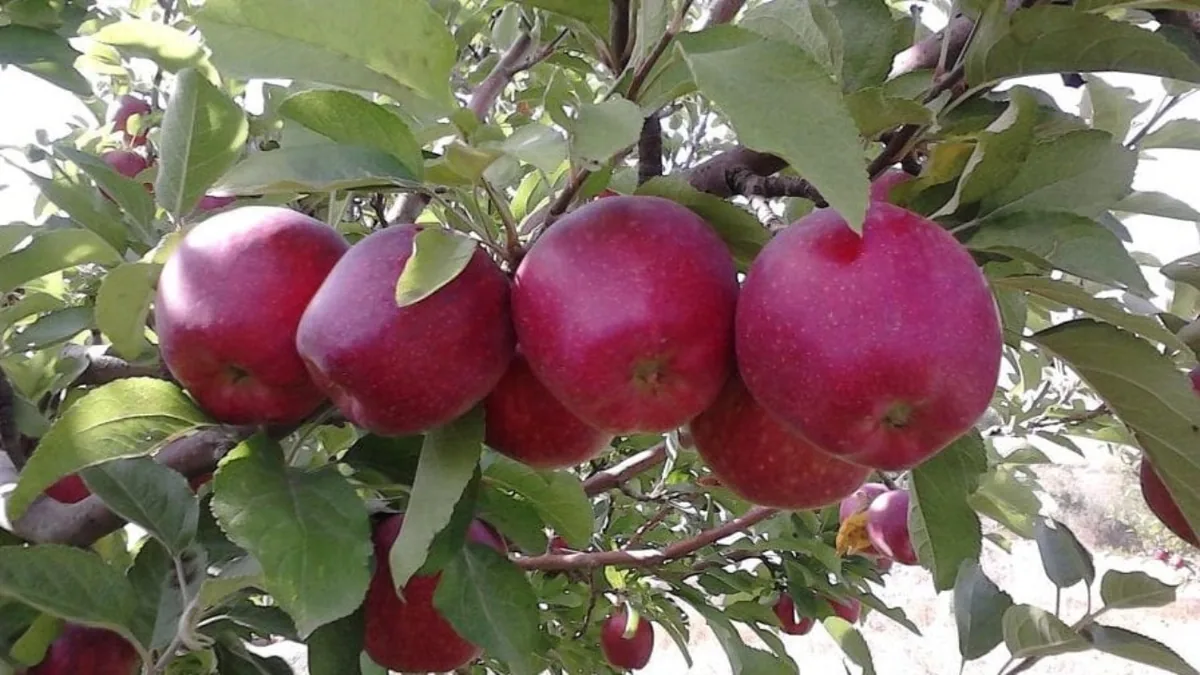 گوشههایی از برداشت سیب در باغهای پربار روستای تکه