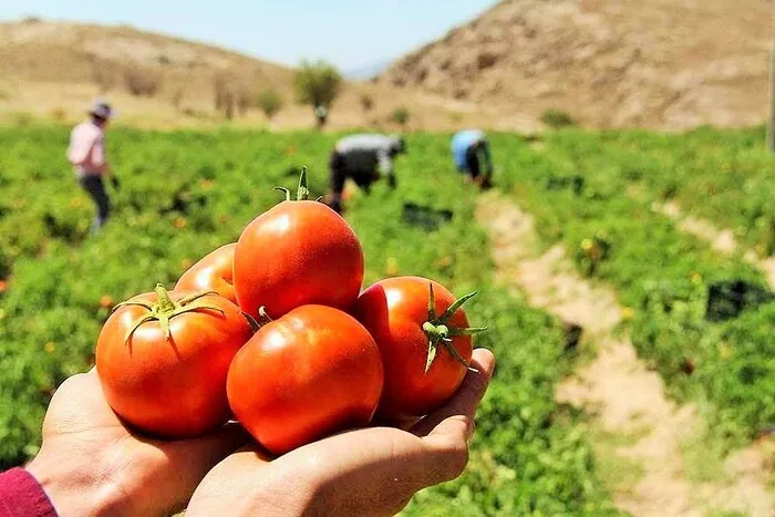 تولید خارج از فصل گوجه‌فرنگی؛ مزیت رقابتی کشاورزی کهورستان