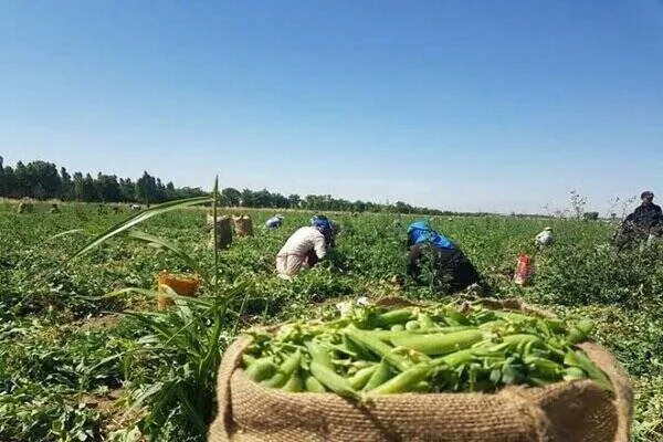 آشنایی با ۵ ماده غذایی گیاهی سرشار از آهن