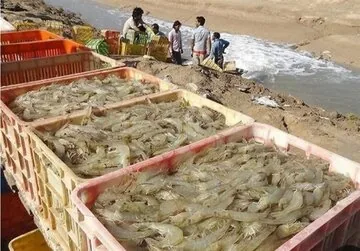 بیش از ۶ هزار تن میگوی پرورشی بوشهر به روسیه صادر شد