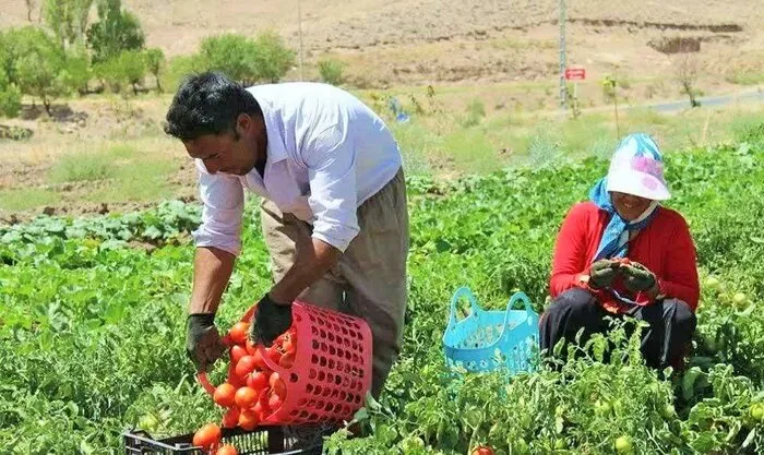 تولید خارج از فصل گوجه‌فرنگی؛ مزیت رقابتی کشاورزی کهورستان