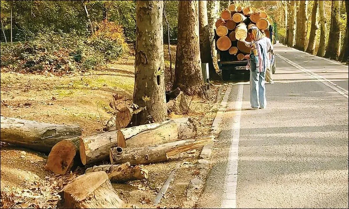 تشکیل پرونده برای عاملان قطع درخت ۸۰۰ ساله