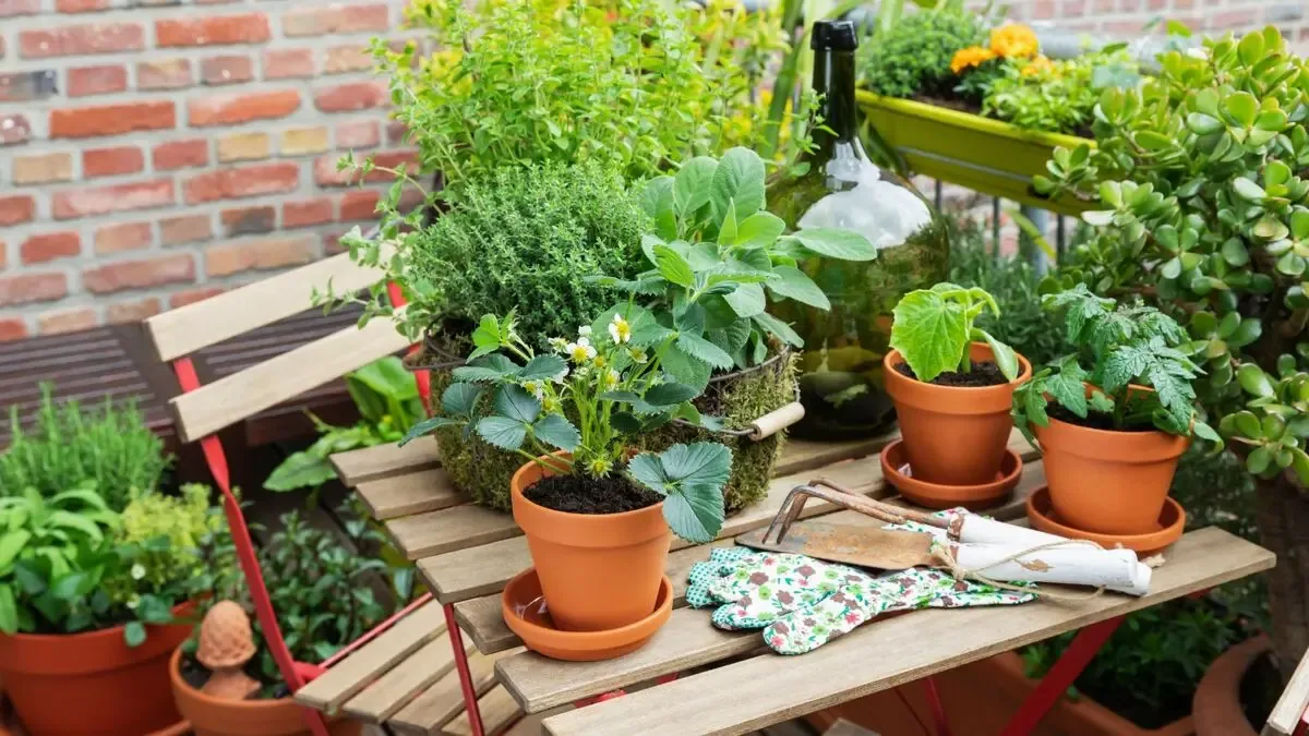 این گیاهها گرمای بالکن را بهتر از بقیه تحمل میکنند!