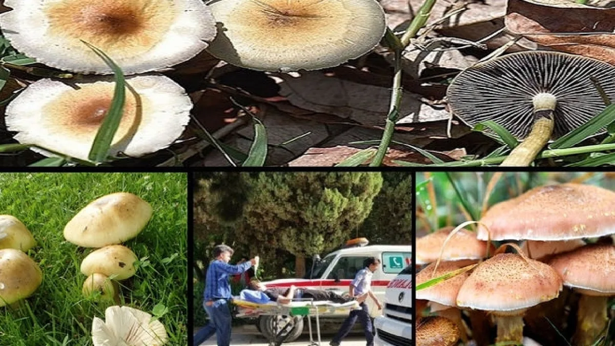 مسمومیت با قارچها و گیاهان سمی به دلیل ناآگاهی افراد اتفاق میافتد