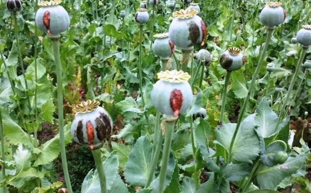 کشف محموله عظیم مواد مخدر در تهران/ ۲۰۵ هزار بوته خشخاش معدوم شد