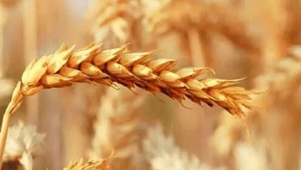 رئیس بنیاد ملی گندمکاران: نرخ پیشنهادی خرید تضمینی گندم در سال ۱۴۰۶، کیلویی ۸۵ هزار تومان است