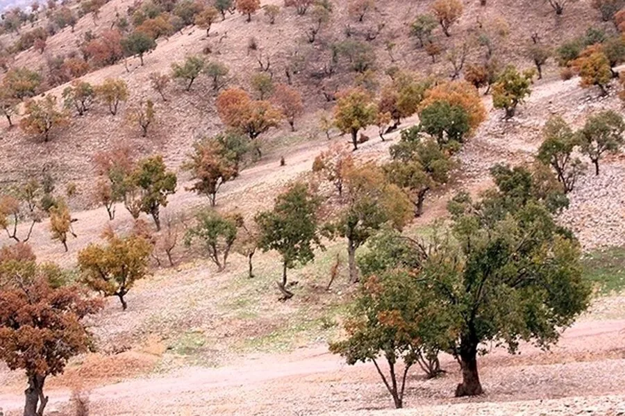 هیچگونه مجوزی برای جمعآوری و فروش بذر بلوط در ایلام صادر نشده است