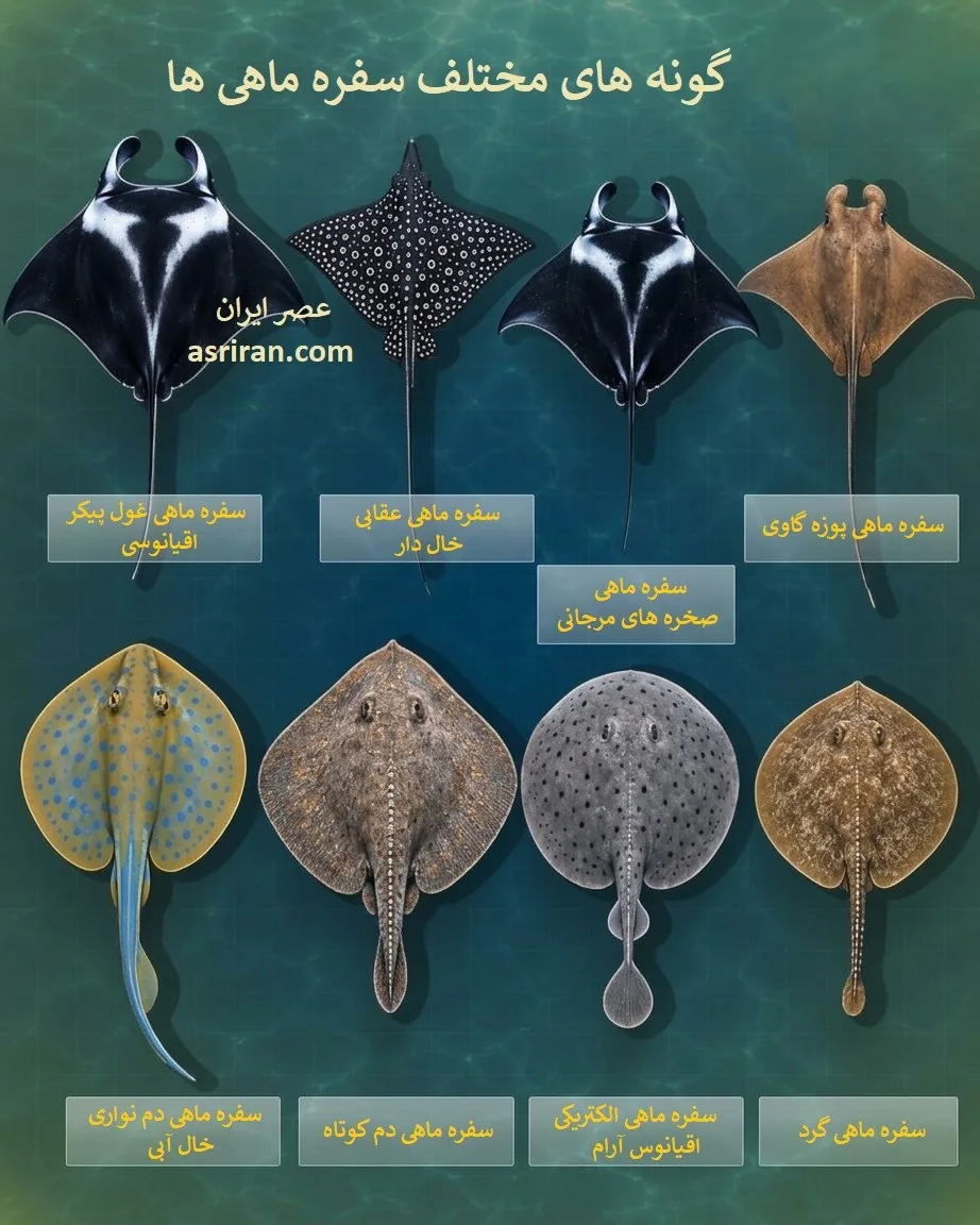 اینفوگرافیک مقایسه 8 گونه سفره ماهی
