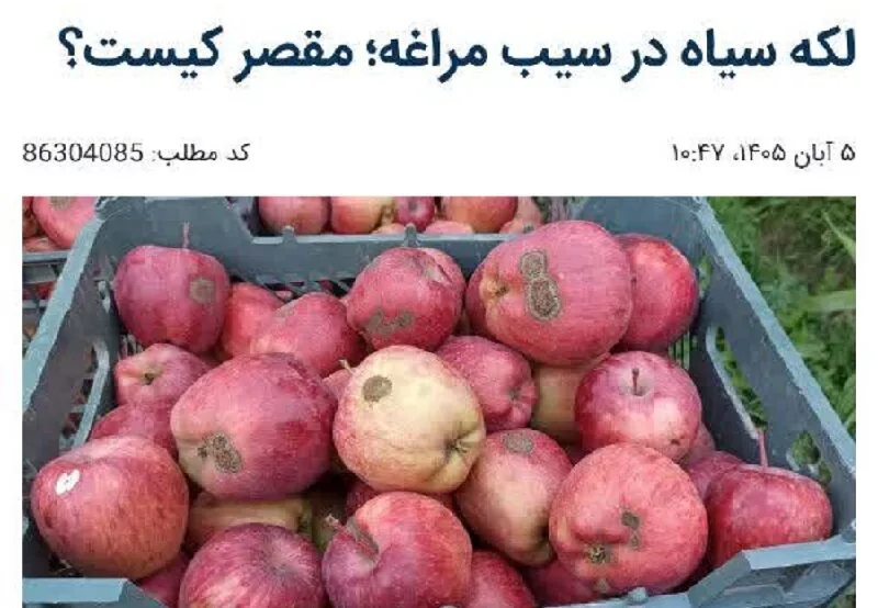 پاسخ جهادکشاورزی مراغه به گزارش ایرنا؛ باغداران توصیهها را جدی نگرفتند