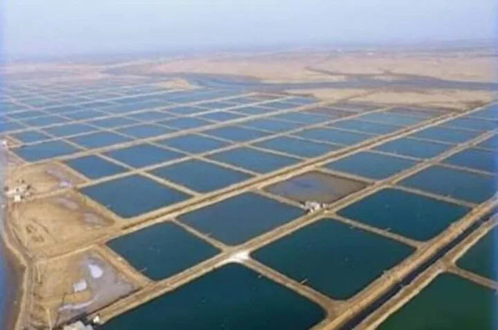 ثروت پنهان خلیج فارس در سفره تولید؛ توسعه آبزی‌پروری در استان بوشهر