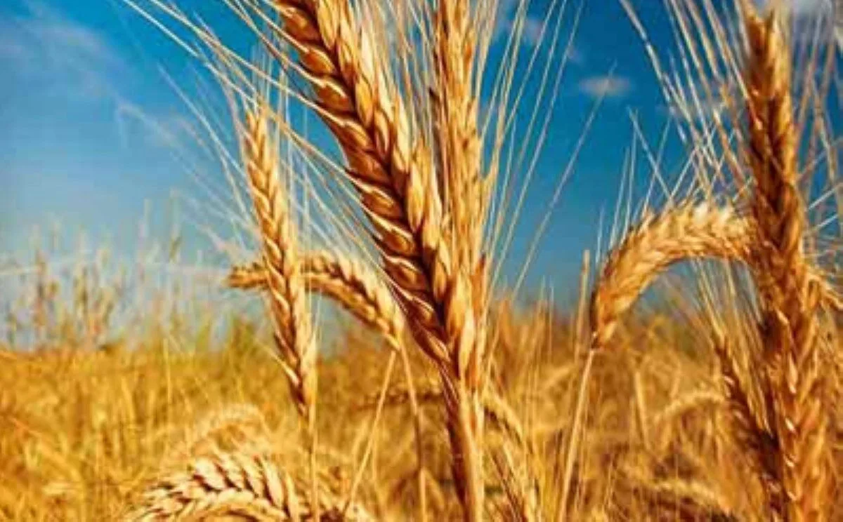 هشدار درباره آینده تولید گندم/ احتمال جایگزین شدن دیگر محصولات به جای گندم