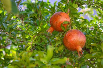 اختصاص ۶۰۰ هکتار از اراضی جلفا به کشت انار