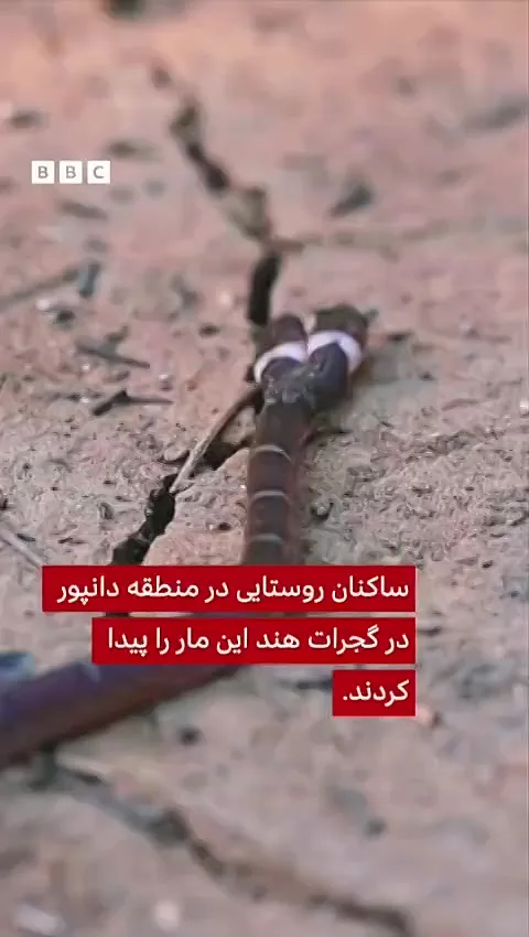 یک مار نادر دوسر که یک بدن و چهار چشم دارد، در هند نجات یاقت + فیلم