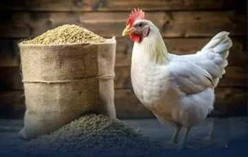 دبیر انجمن کشتارگاهها و صنایع بستهبندی طیور: کاهش تقاضا باعث کاهش قیمت مرغ به ۳۴۰ هزار تومان در روزهای اخیر شد