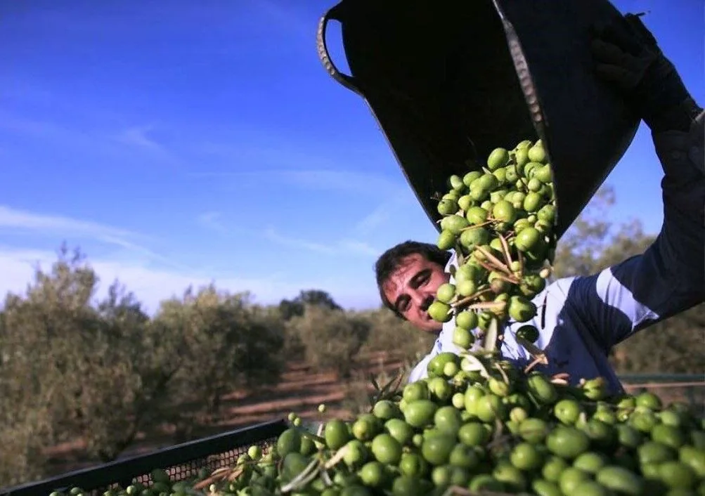 ۵۴ روستای طارم سفلی در جشنواره ملی زیتون مشارکت دارند