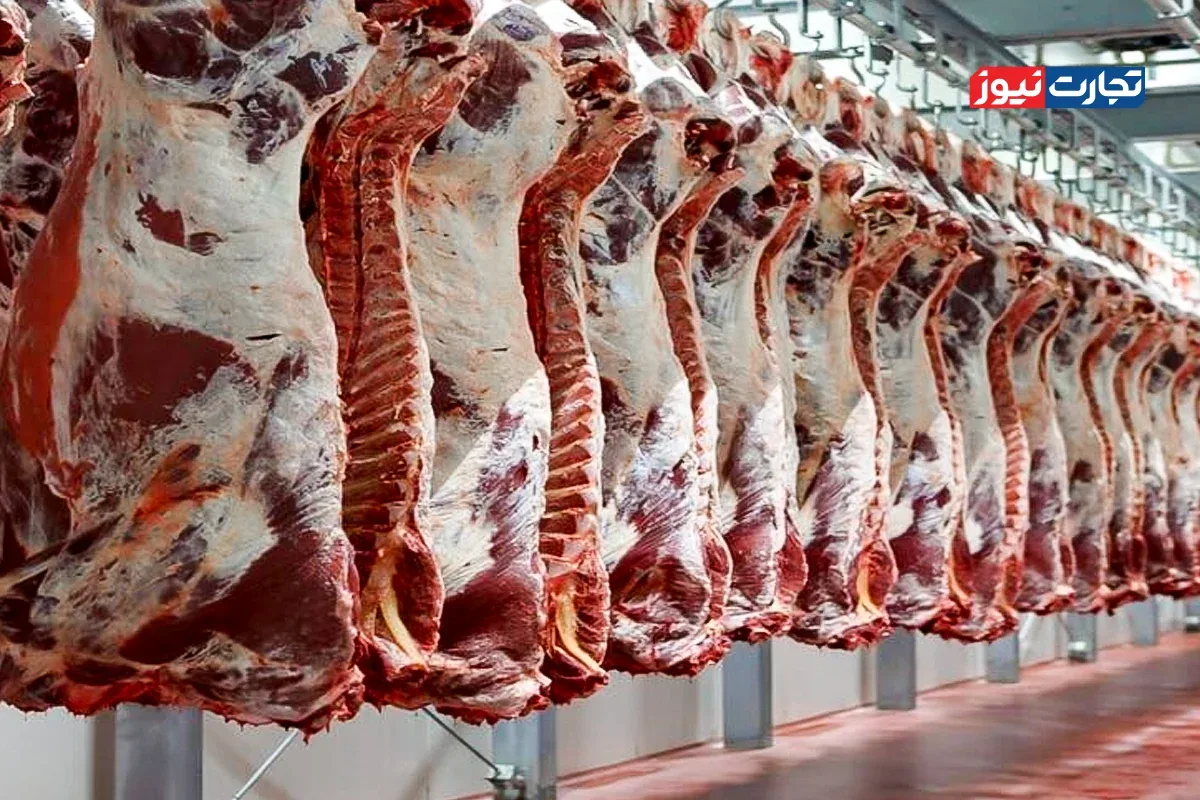 نبود تفکیک میان انواع دام و مشخص نبودن قیمت متناسب با هر گروه، قیمت گوشت را بالا میبرد / افزایش عرضه گوشت کاهش قیمت را محتمل کرد