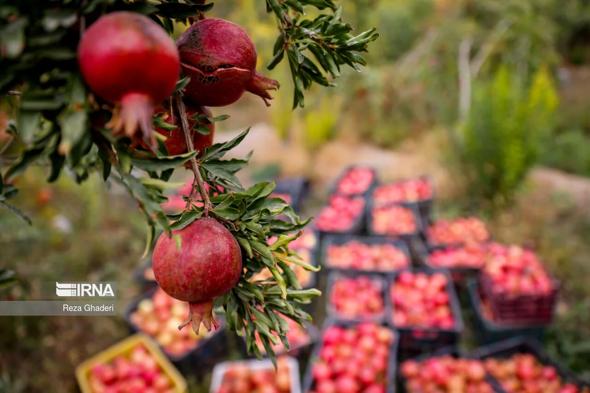 جشنواره انار ساوه؛ از هیاهوی غرفهها تا هویت واقعی پایتخت یاقوتهای سرخ