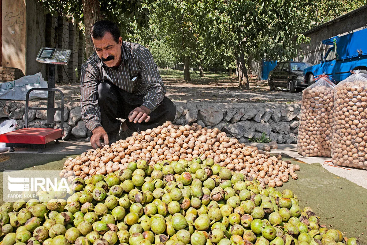شلاقِ خشکسالی و سُنّت بر باغاهای گردو؛ وقتی کوهستانهای کرمان تشنه مدیریتِ نوین میشوند