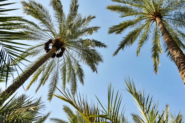 خرمای رویدر در مسیر بازار افغانستان