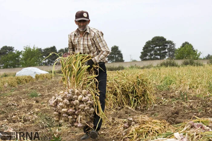 بهای توسعه در همدان؛ شهرک سیر و نگرانی از دست رفتن خاک حاصلخیز