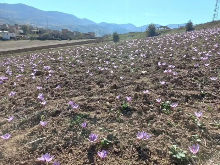 رونق کشت طلای سرخ در مینودشت