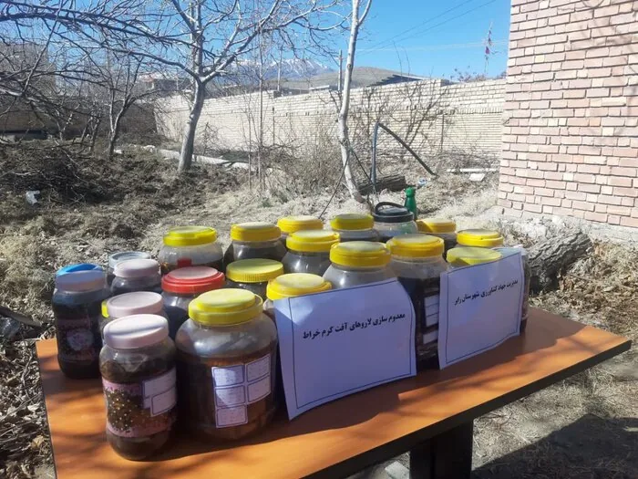 گردوی کرمان؛ اصلاح باغات برای عبور از بحران