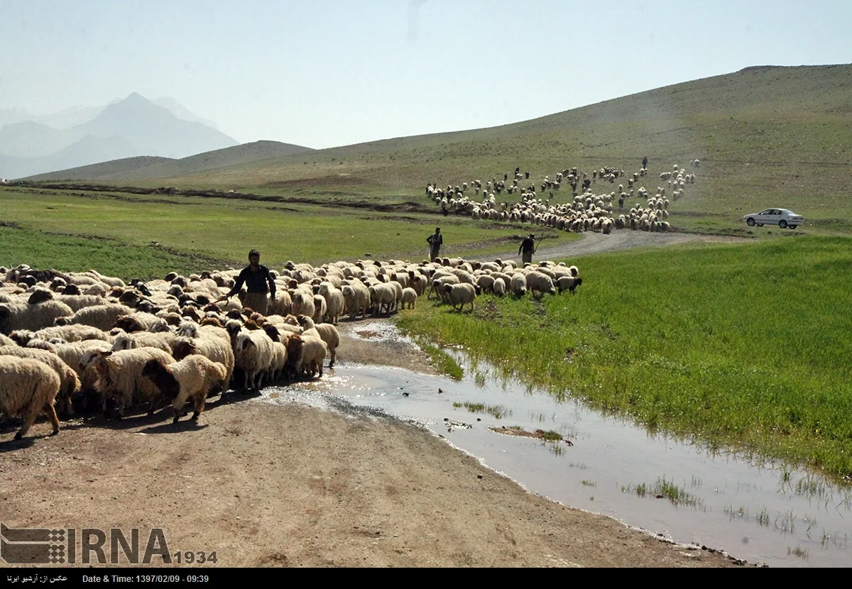 تأمین آب، سوخت و نهادههای دامی؛ مطالبات عشایر کرمانشاه در آستانه کوچ پاییزه