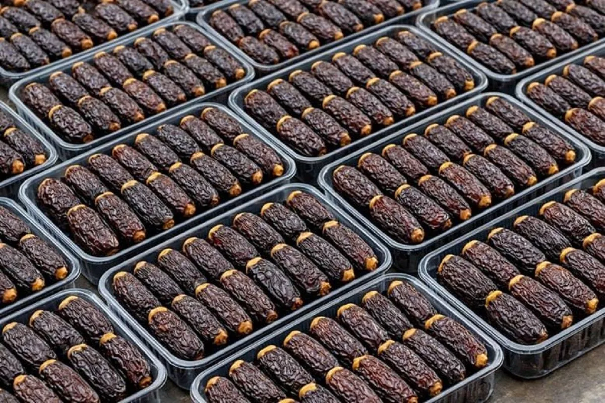 حاجیآباد؛ مهد تولید «نگین خرمای ایران» با پیشبینی برداشت ۳۸ هزار تن پیارم