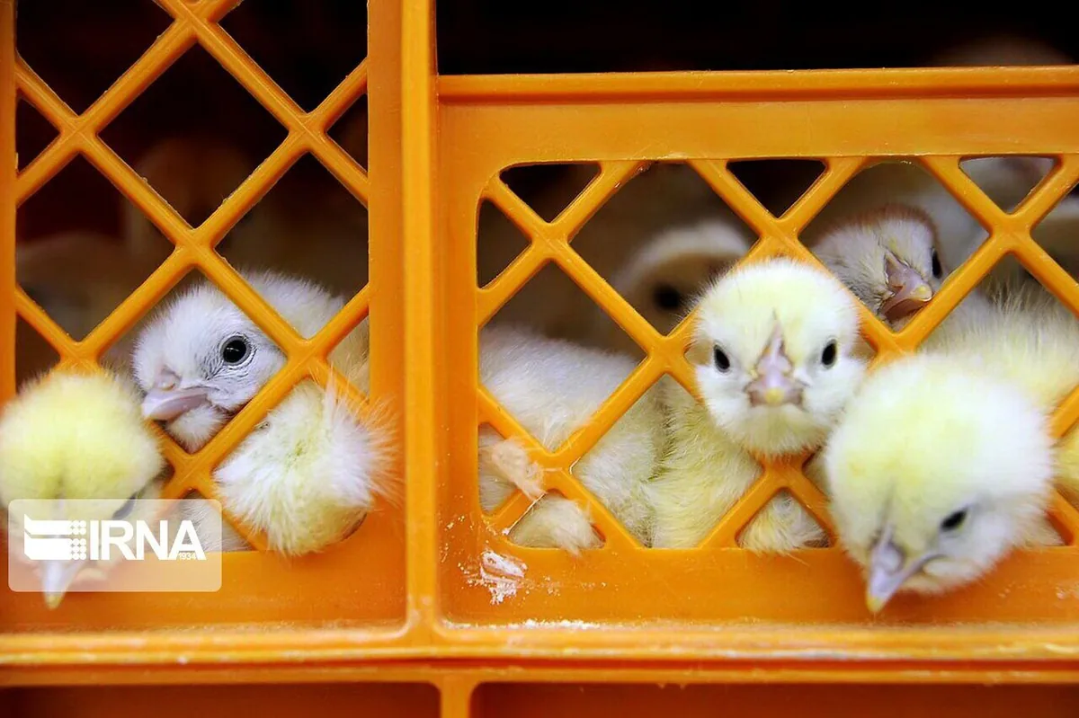 ثبت ۲۸ میلیون قطعه جوجهریزی در آذربایجانغربی/ مشکلی برای تامین گوشت مرغ وجود ندارد