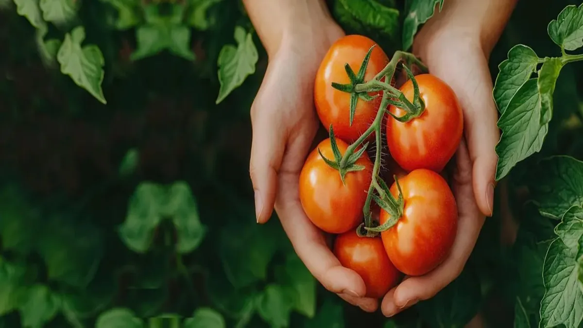 گوجه فرنگی؛ چه زمانی دردسر میشود؟!