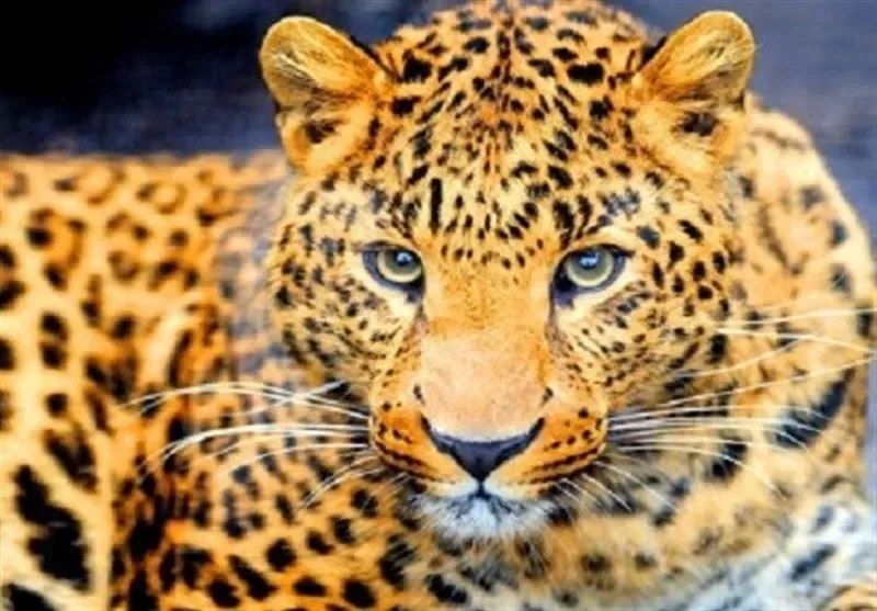 شکار لحظهای نادر در بمو / تصاویر کمنظیر از پلنگ ایرانی