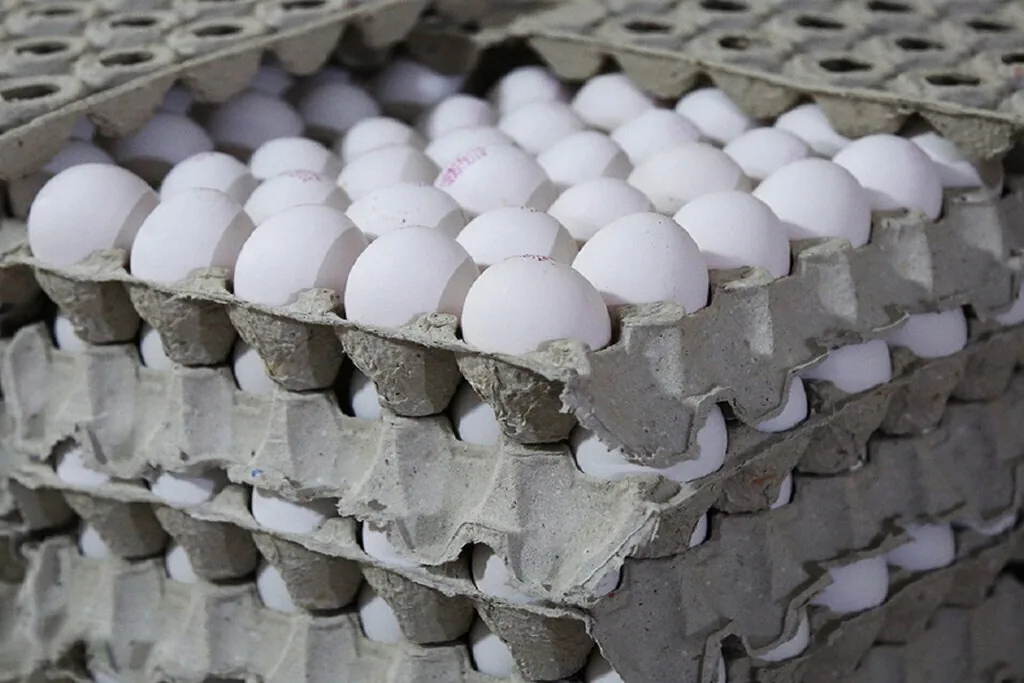 دبیر فدراسیون طیور: قیمت هر شانه تخممرغ برای مصرفکننده ۶۰۰ تا ۷۰۰ هزار تومان است