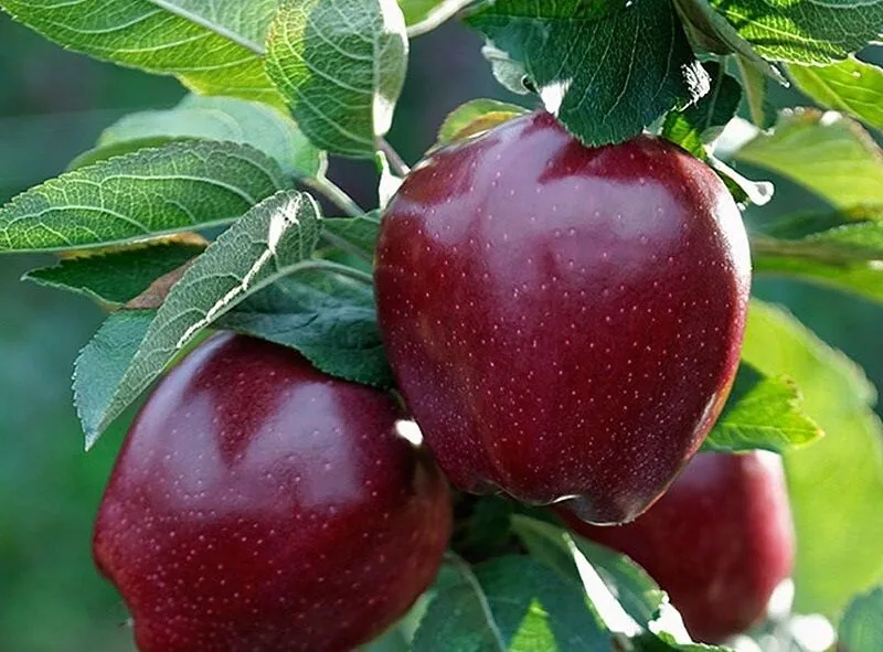 تاثیر دلار و پتروشیمی بر قیمت سیب دماوند و واکنش رئیس جهاد استان