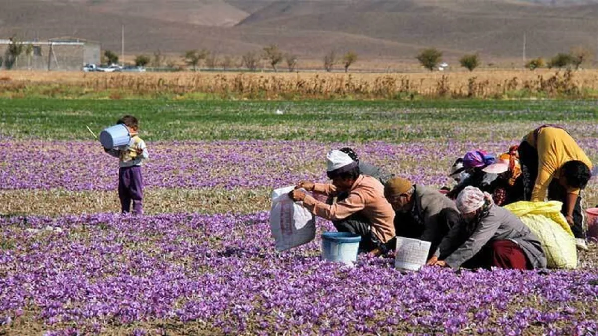 پیش بینی افزایش ۵۰ درصدی برداشت زعفران در سربیشه
