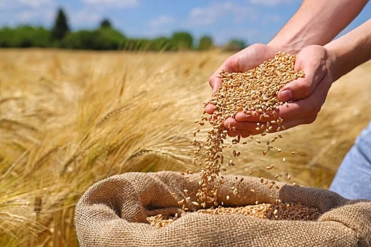 ۱۵۵ هزار تن گندم در مراکز تعاون روستایی آذربایجان غربی خریداری شد