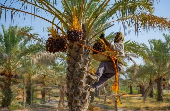 خرما؛ سرمایه اقتصادی و مزیت راهبردی هرمزگان